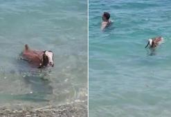 Antalya'dan gülümseten görüntüler: Nereye gitsem peşimde