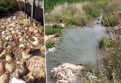 Adana'da kurban atıkları kanallara atıldı! Uzman isim çiftçileri uyardı