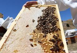 Doğu Karadeniz'in son 5 aylık bal ihracatı yüzde 11 artarak 1 milyon doları geçti