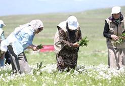 Sıfır sermaye ile paraya para demiyorlar! Karslı kadınlar doğadan toplayıp satıyor, kazançlarını katlıyorlar