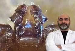 Türkiye'de ilk kez tespit edilen kene türü İstanbul'da görüldü! Uzman isim uyardı: Hızlı bir şekilde çoğalabiliyor