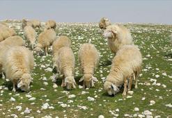 Şırnak'ta yıldırımın isabet ettiği 100'e yakın küçükbaş hayvan telef oldu