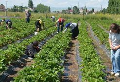 Devlet desteğiyle kurdular, yılda 8 hasat yapılıyor! Tüm ilçenin ihtiyacını karşılıyor, kilosu 100 lira