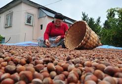 Düzce'den AB ülkelerine 12 bin 851 ton fındık gönderildi