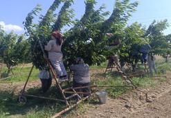 Sadece Edirne'de var! Köyün dibinden Avrupa'ya satılıyor: 300 ton hasat yapılldı, fiyatı yüz güldürüyor