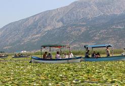 Denizli'de geç keşfedilmiş hazine! Gölün yüzeyi Nilüfer cennetine döndü, tatilciler akın etti! Hedef 100 bin kişi