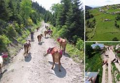 Karadeniz'de yayla göçü türkülü manili başladı!