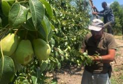 Bursa'da tonlarca armut ve şeftaliyi koparıp yere attılar! Tek bir amacı var