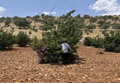 Mardin'de 17'nci kez kiraz festivali düzenlendi