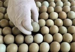 Samsun'da üretilen bu yumurtalar sofralara gelmeyecek! Doğa savaşında kullanılacak