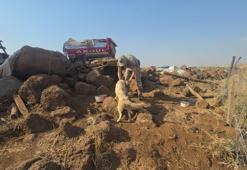 Gaziantep'te duygulandıran anlar: Anız yangınında alevlerin arasında kalan köpeği ve yavrularını asker kurtardı