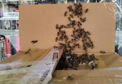 Denizli'yi arılar istila etti! Kraliçe kovandan kaçınca olanlar oldu