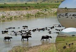 Muş'ta Afrika esintisi! Sıcakta böyle serinliyorlar