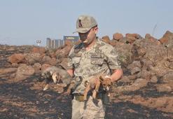 Gaziantep'te anız yangınında mahsur kalan yavru köpekleri jandarma ekipleri kurtardı