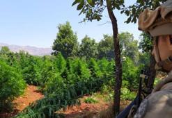 Diyarbakır'da 12 milyon 389 bin kök kenevir ve skunk ele geçirildi