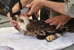 5 yıllık proje başlıyor! Trakya'da biyolojik çeşitlilik artacak