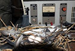 30 bin lira masrafa girdi ama kuşun yuvasını bozmadı! Vanlı radyocudan duygulandıran hareket