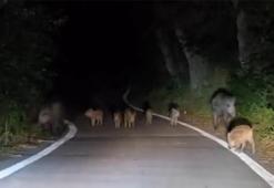 Elazığ’da şaşırtan görüntü! Sürü halinde şehre indiler, sürücüler zor anlar yaşadı