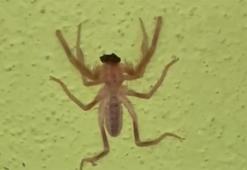 Havaların ısınmasıyla ortaya çıktı! Çok zehirli, ölüme bile neden oluyor