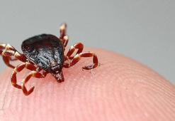 Kayseri'de kene can aldı! 65 yaşındaki vatandaş hayatını kaybetti