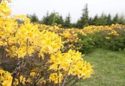 Giresun'u ziyaret edenlerin aklı bir tek onda kalıyor!