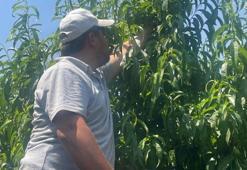 Bursa'da ilk hasat başladı, kötü haberi şimdiden verdiler: Bu yaz pahalıya tüketeceğiz