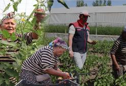 Emekli olunca memleketi Iğdır'a döndü, İnternetten öğrendi, evinin bahçesine kurdu! Şimdi hem 3 aileyi geçindiriyor