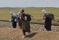 Muşlu berivanlar her gün kilometrelerce yol gidiyor! Hepsinin tek bir amacı var