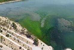 İzmir'de dehşete düşüren görüntü: Deniz yüzeyini birden kapladı, kuş cenneti tehlike altında!