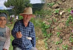 İstanbul'dan köylerine döndüler, 3 dönüm araziden servet kazanıyorlar! 'Borçla başladım, 3 aileyi geçindiriyorum'