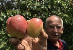 Tazesi 100 liradan satılıyor! Sadece bir süreçten geçtikten sonra fiyatı 1000 liraya çıkıyor