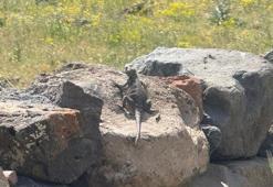 Dünyada sadece iki bölgede bulunuyor! Nadir görülen Kafkas Keleri görüntülendi