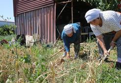 Ve ilk hasat başladı! Coğrafi işaretli ürünü sadece 6 kişi yetiştiriyor