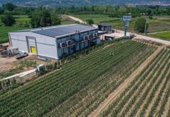 Bursa'da elektriğe para vermeden 1 milyon adet üretiyor! 250 dönüme çıktı: Enerjiyi dağıtım firmasına satıyor