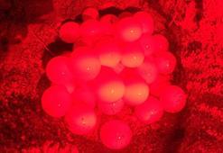 Antalya sahillerindeki gizem görüntülendi! Yumurtaların bırakıldığı bin 500 nokta tespit edildi