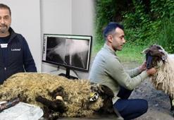 Trabzon'da sıra dışı kurtarma operasyonu: Bacağı kırılan kuzuyu kesmek yerine platin takıldı