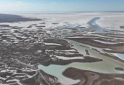 Tuz Gölü'nde korkunç görüntü! Yüzlercesi ölü olarak bulundu