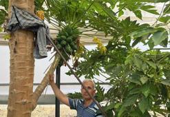 'Yerli' tropikal meyvenin hasadı başladı! Görenler ne olduğunu çözmeye çalışıyor, kilosu 50 liradan satılıyor