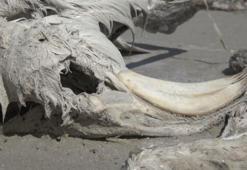 Cesetleri beyazlaşıyor, kuluçka döneminde toplu ölüm! Tuz Gölü'nde korkutan toplu ölümler başladı