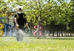Samsun'da kene alarmı! Ekipler sahada