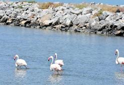 İzmir Kuş Cenneti, 13 bin flamingo yavrusuna ev sahipliği yapıyor