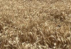 Makarnalık buğdayın tonu bir haftada 2 bin 760 lira arttı