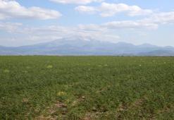Sadece sanayi değil tarımda da birinci! Türkiye'de 4 ürün o şehrin elinden geçiyor