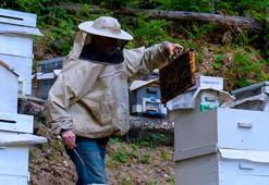 Dört bir yandan yüzlercesi bereketli bölgeye akın etti! Burada üretilen bal bildiğimiz ballardan değil