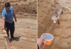 Bitlis'te maden sahasında inanılmaz dostluk: Yıllardır işçilerin sofralarına konuk oluyor