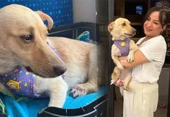 Belini kırıp felç bıraktılar: 'Hayat' isimli sokak köpeği Almanya'da yeni yuvasına kavuştu!