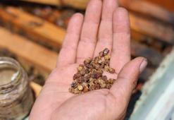 Herkes bunu bilmiyor! Geçmişte çöpe gidiyordu, şimdi kilosu 3 bin TL’den satılıyor