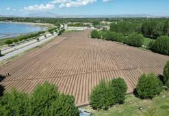 Dünyada sadece Türkiye'nin tek bir ilçesine özgü! Ekimine başlandı, yetiştikten sonra devasa büyüklüğe ulaşıyor