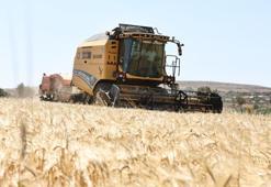 Gaziantep'te ücretsiz dağıtıldı, üretici hasat vakti dedi!