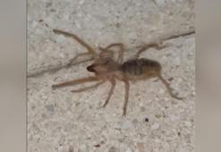 Elazığ’da görüntülendi! Etçil sarı kız örümceği zehir saçıyor